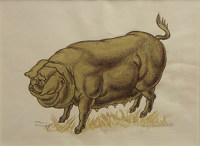 Artist James Woodford: Norwich Market Prize Winning Pig, circa 1950